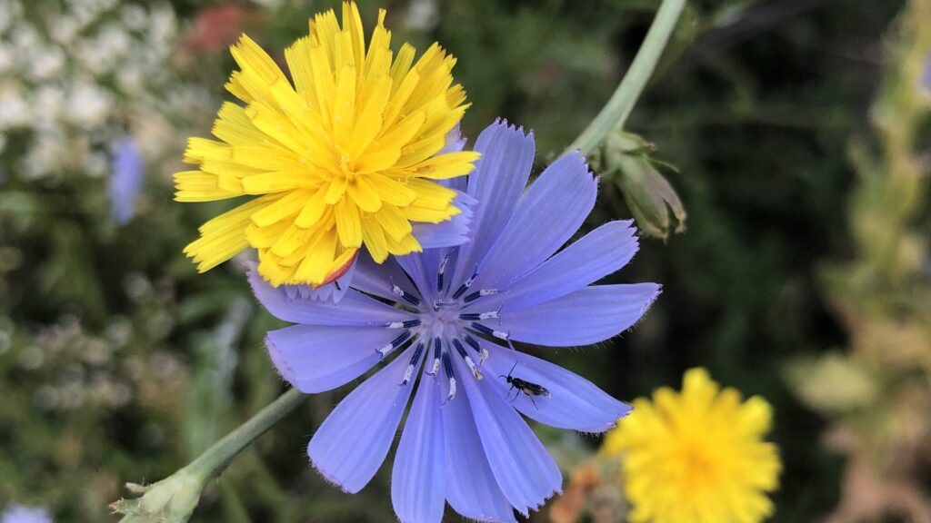 fiore di cicoria