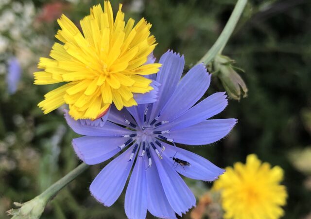 fiore di cicoria